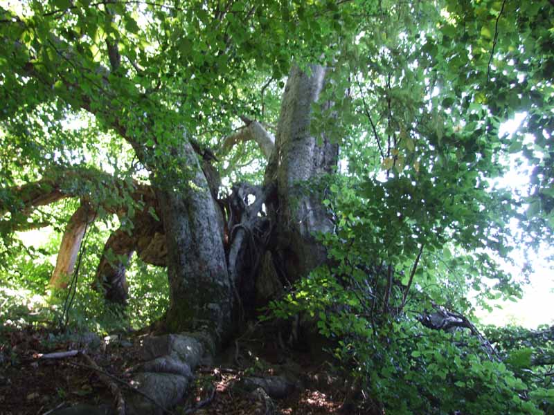 Fotografiamo gli alberi monumentali